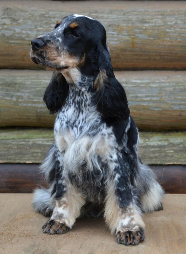 Кокер спаниель окрасы