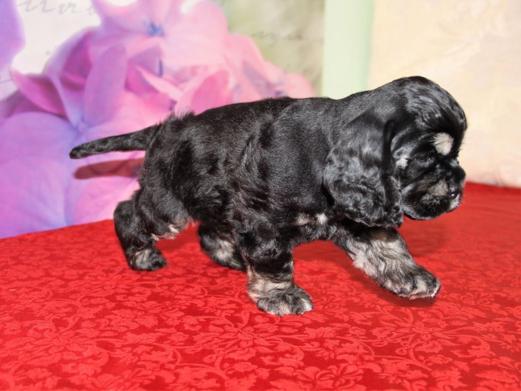 Кокер спаниель охотничий