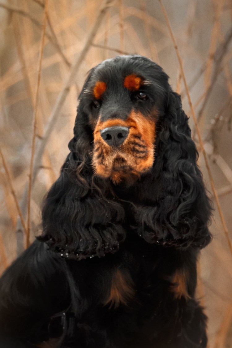 Гладкошерстный кокер спаниель подпалый