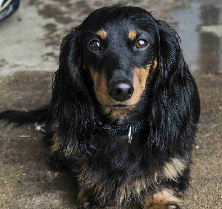 Кинг-Чарльз-спаниель черный с подпалом