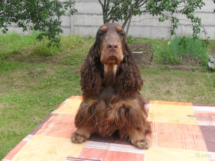 Метис таксы и спаниеля