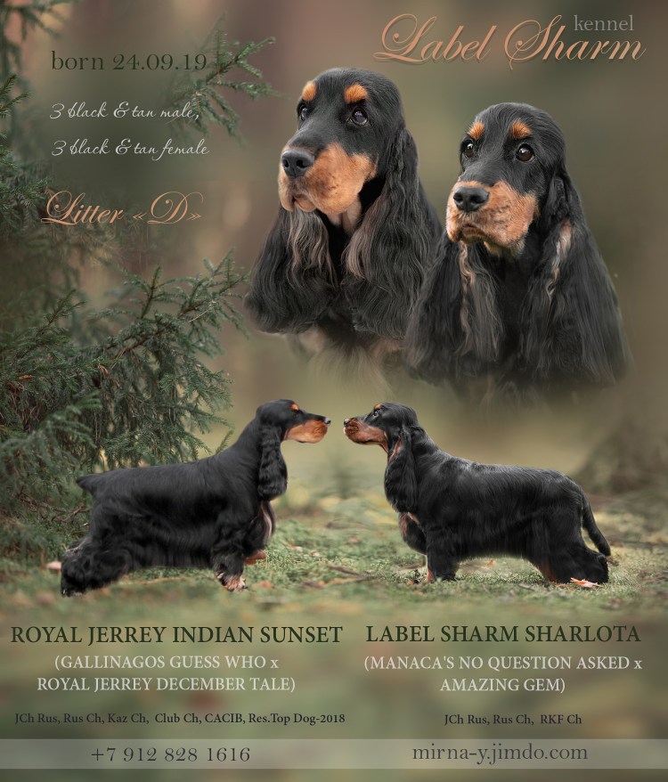 Американский кокер спаниель чёрно-подпалый