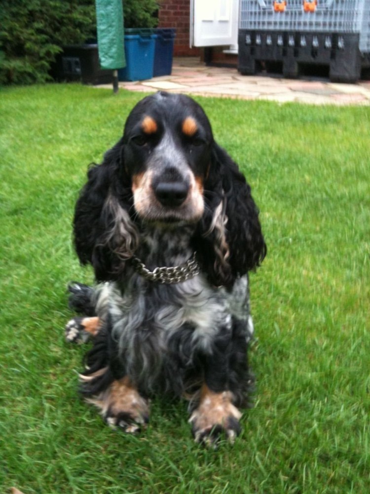 Кинг Чарльз спаниель черно-подпалый