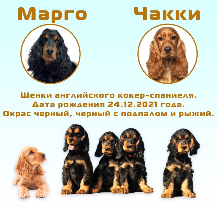 Английский кокер спаниель черный с подпалом