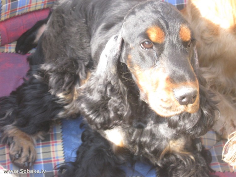 Ленинградская область кокр