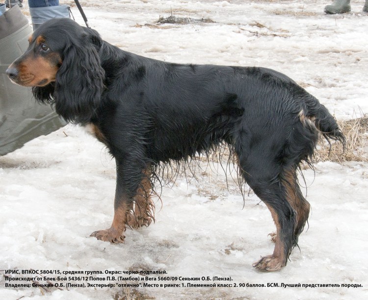 Кокер спаниель черно подпалый