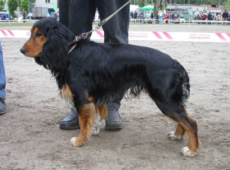 Английский кокер спаниель 5 месяцев