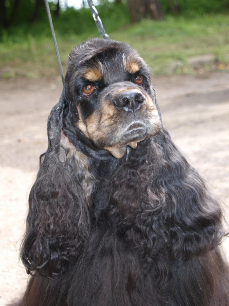 Кокер спаниель подпалый