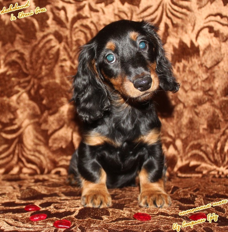 Кокер спаниель черный с подпалом