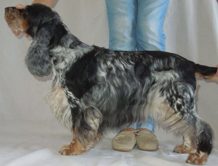 Голубой кокер спаниель