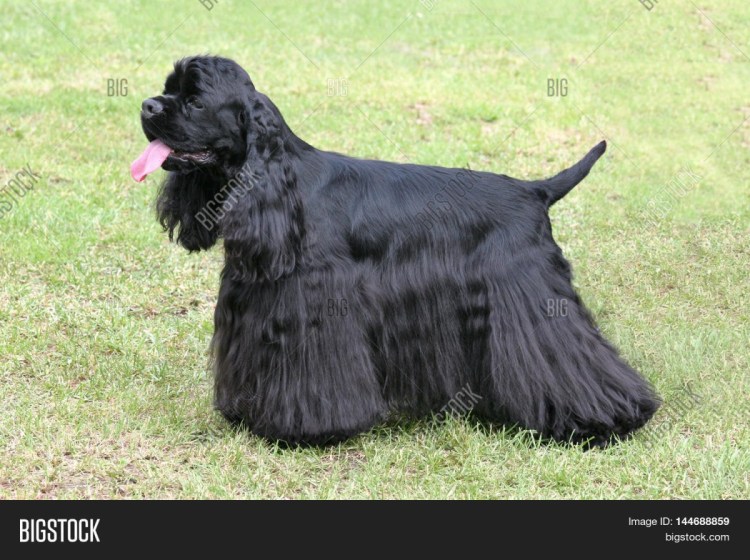 Британский кокер спаниель