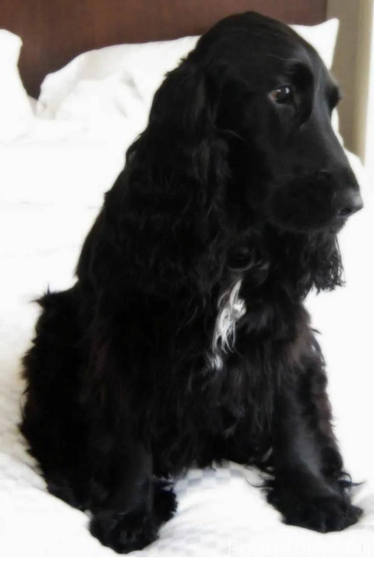 Метис таксы и спаниеля