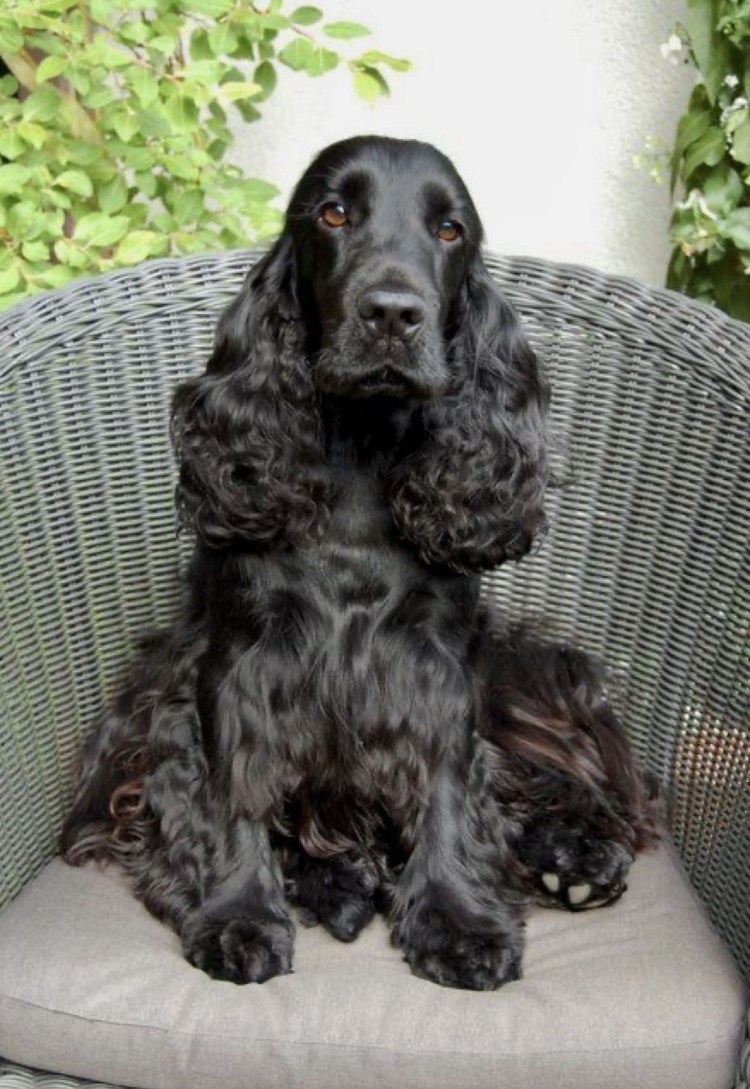 Американский кокер спаниель