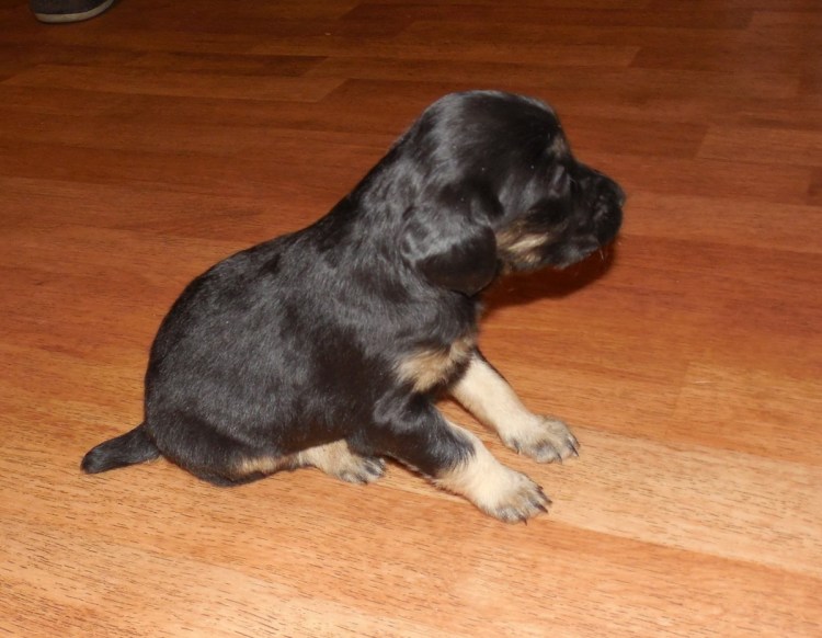 Кокер спаниель подпалый