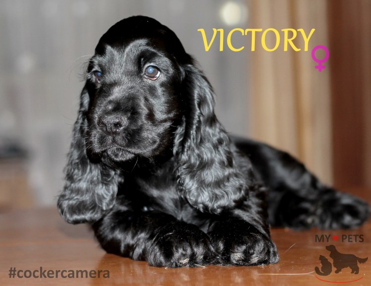 Спаниель английский Пегий