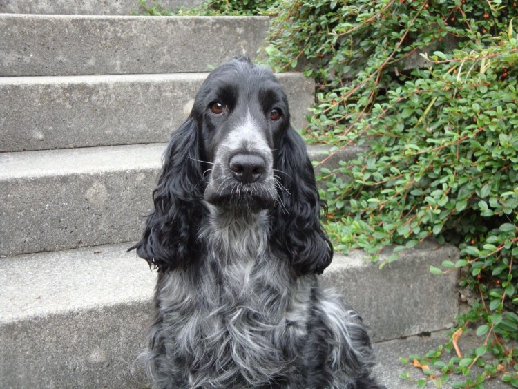 Голубой кокер спаниель