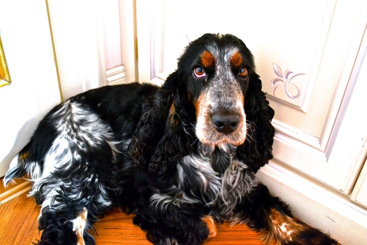 Американский кокер спа