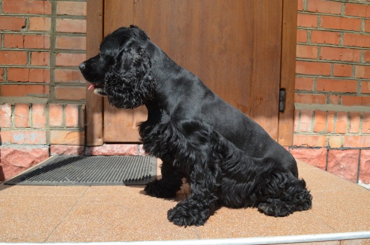 Собака кокер спаниель американский черный