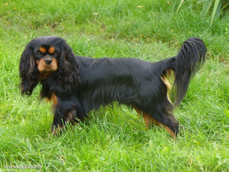 Русский кокер спаниель