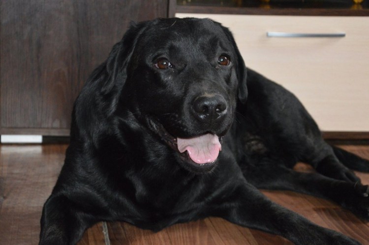Лабрадор мастиф