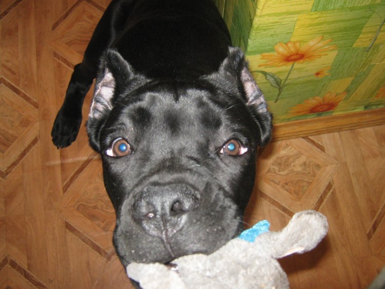 Кане Корсо уши купировать