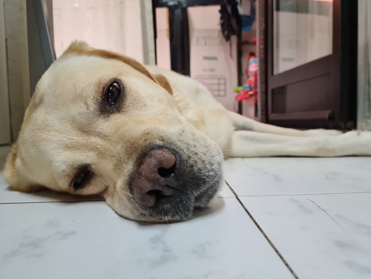 Метис лабрадора и терьера