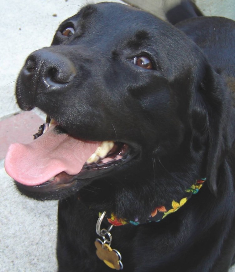 Черный лабрадор купированный