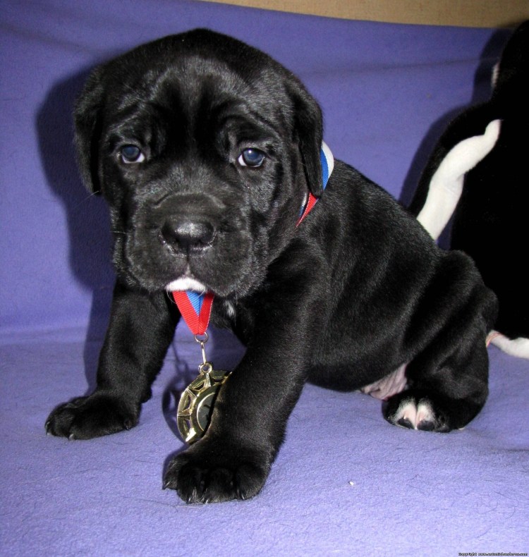 Хвост у щенка Кане Корсо