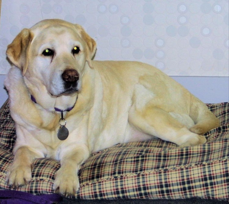 Смесь лабрадора и ретривера купить СПБ