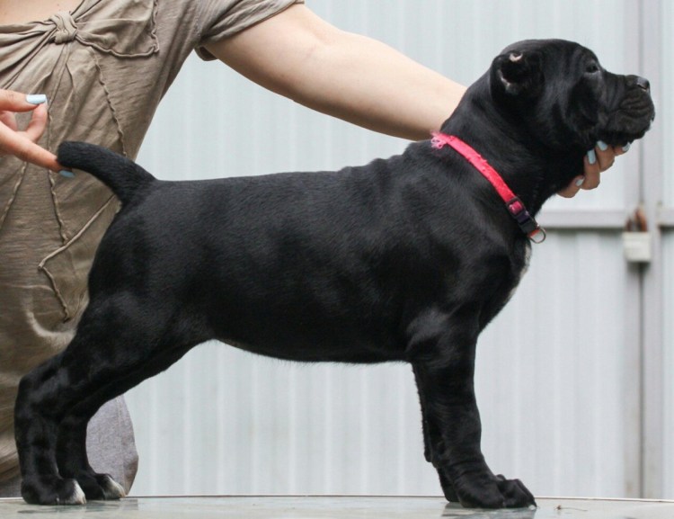 Купирование хвоста коникорсу