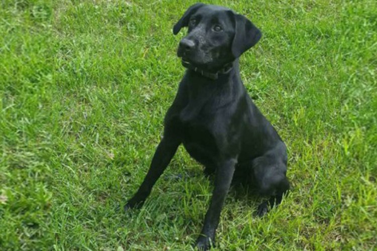 Собака алабай некупированный