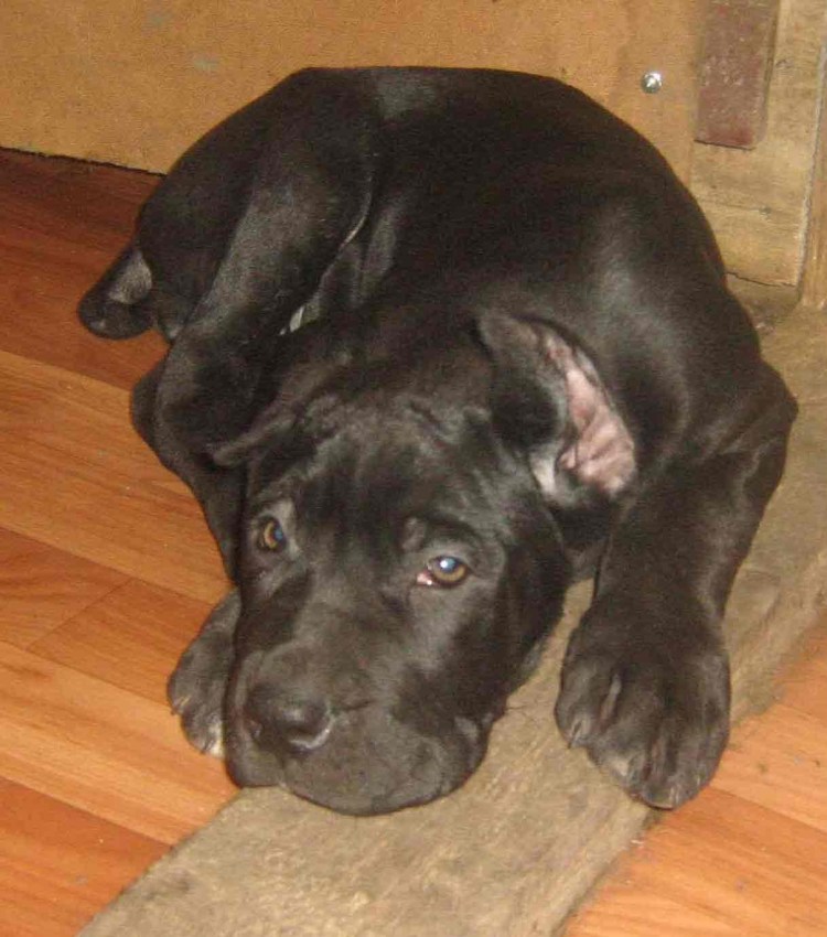 Купированный лабрадор