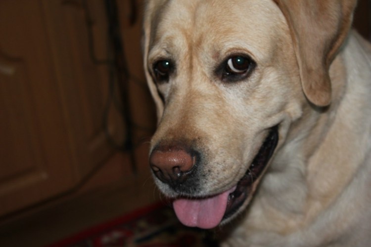 Паттердейл терьер чёрный