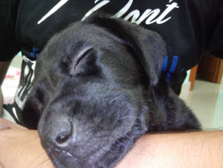 Лабрадора сфоткай в 3d посмотреть