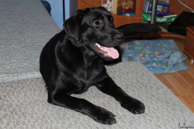 Заболевание ушей у лабрадора