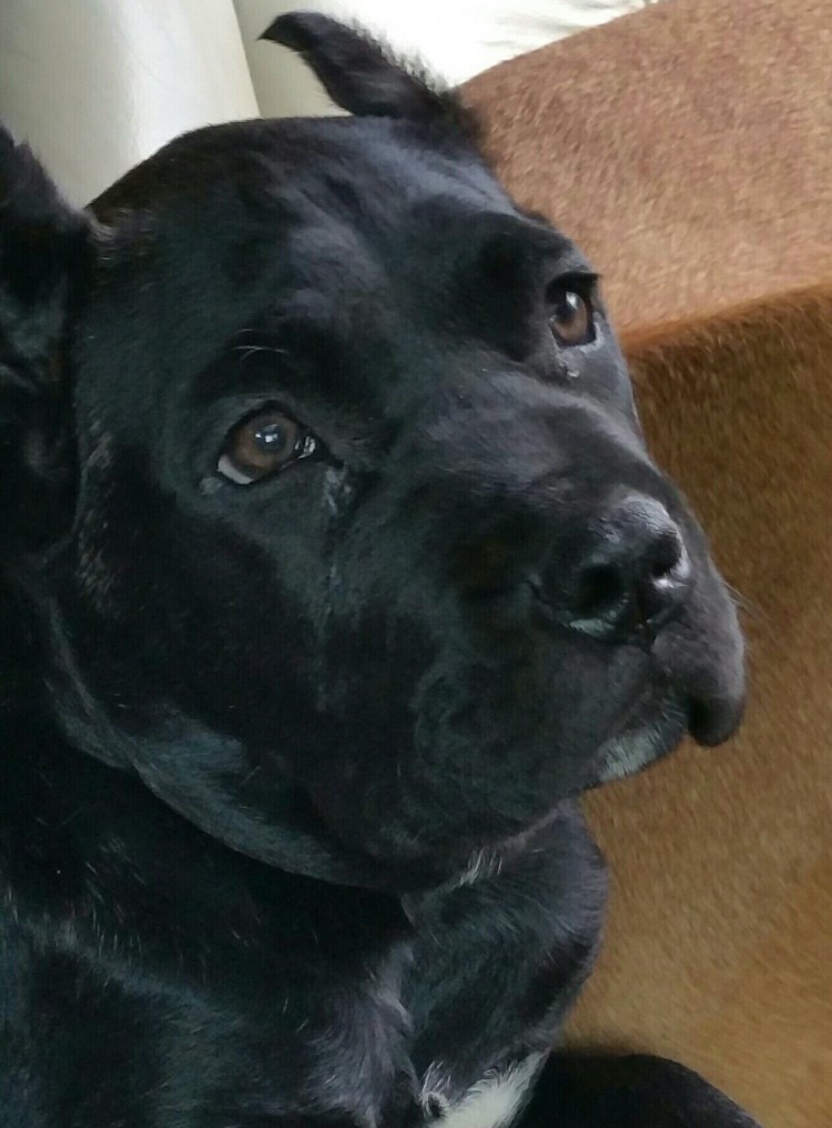 Черный лабрадор и Кане Корсо