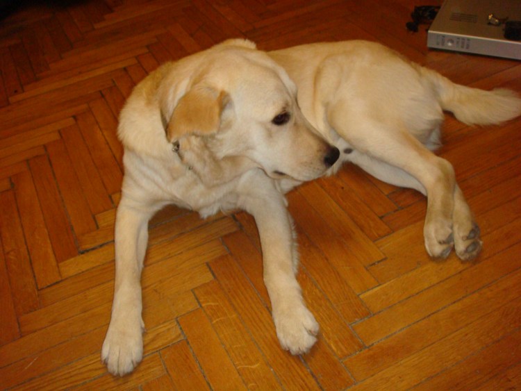 Черный лабрадор купированный