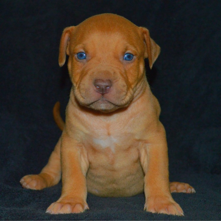 Лабрадор ретривер