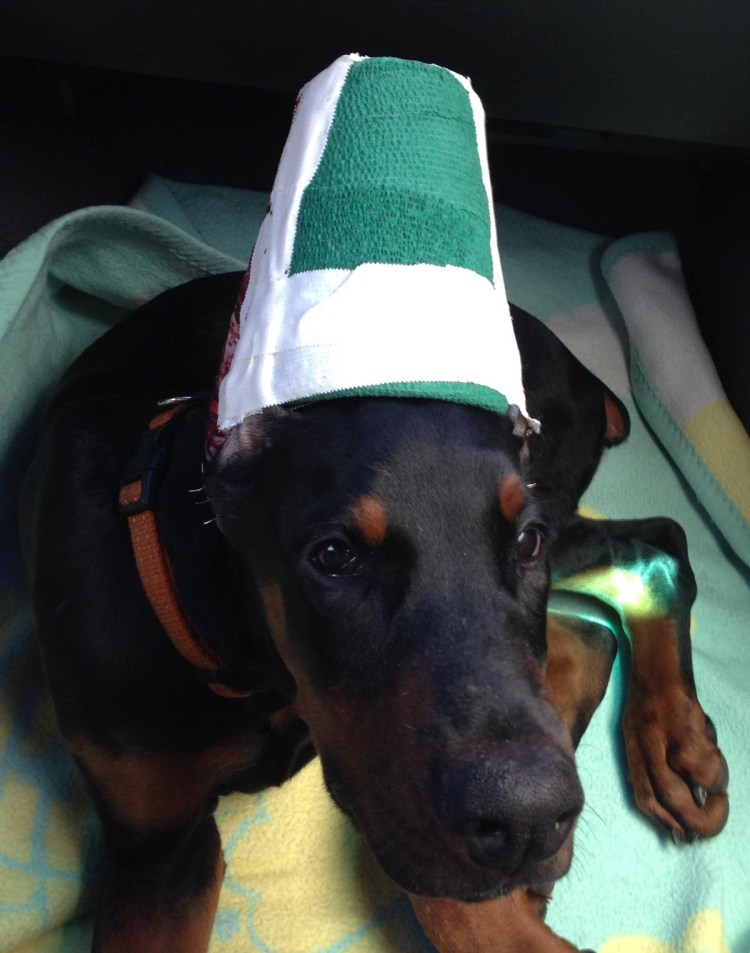 Подклейка купированных ушей