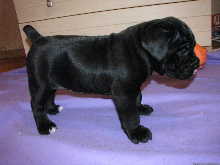 Лабрадор на раскопе