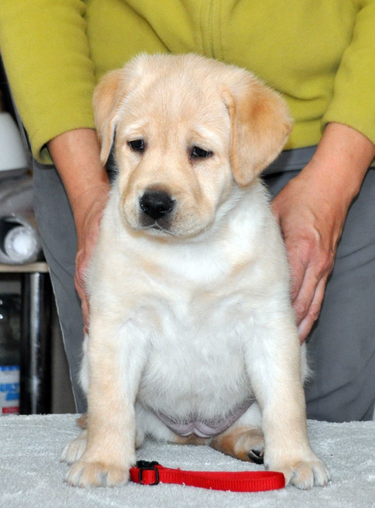 Питбуль и лабрадор метис
