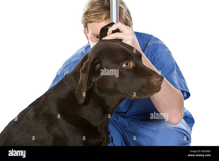 Лабрадор ретривер породы собак