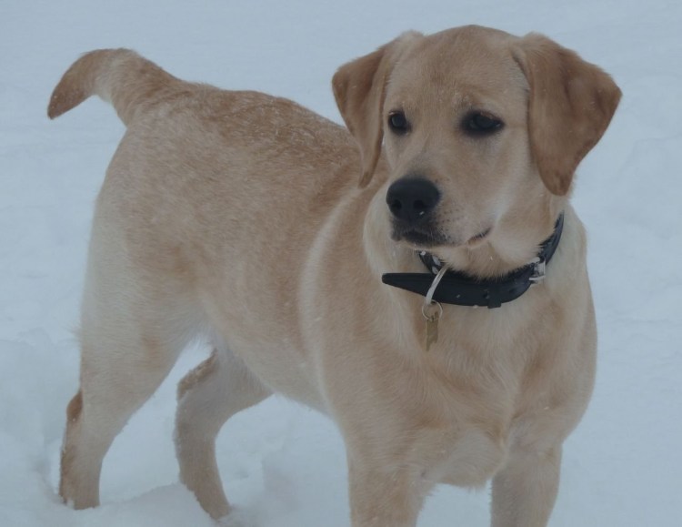Майоркская овчарка ка де бестиар