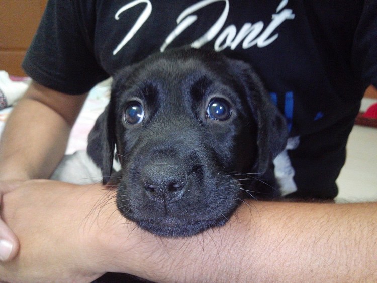 Лабрадор Фил 4 года