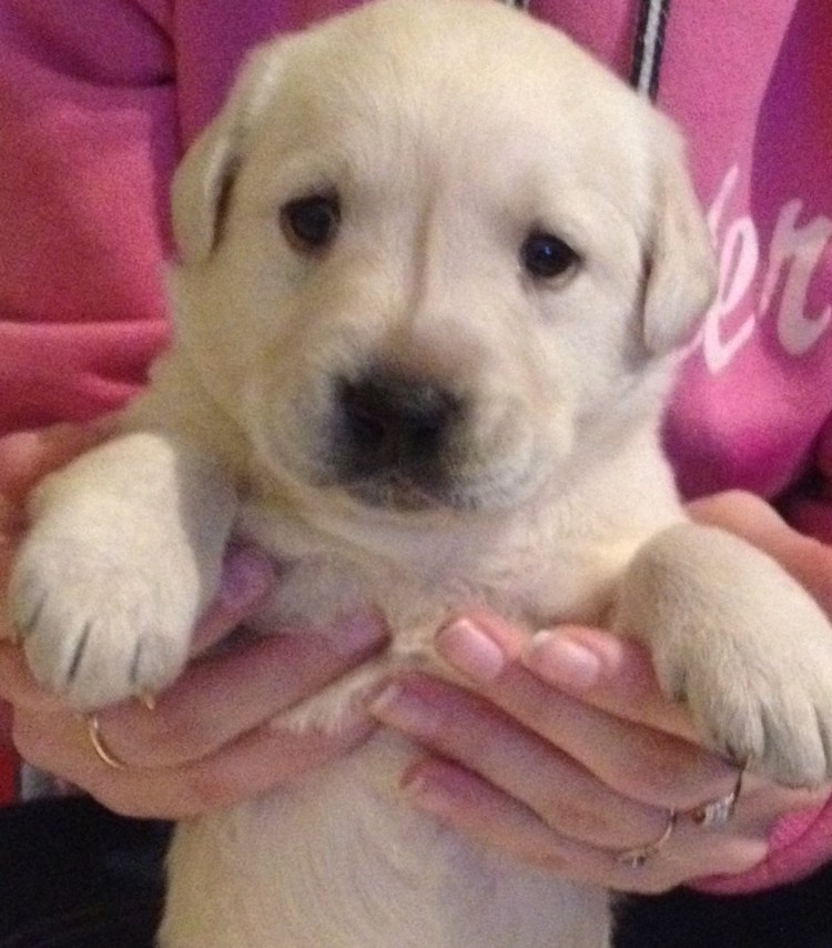 Купированный лабрадор