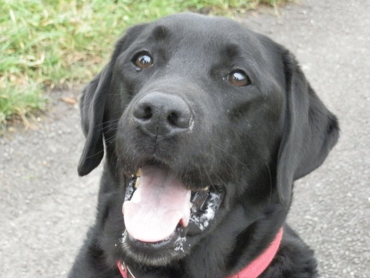 У щенка лабрадора 1 месяц маленькие уши