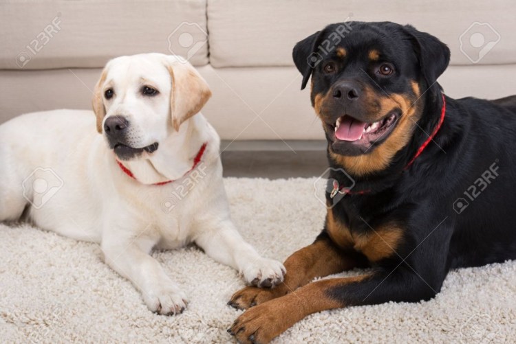 Поводок для собак лабрадоров