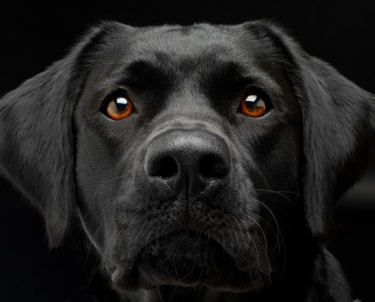 Худая Среднеазиатская овчарка