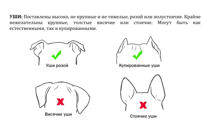 Доберман уши купируют