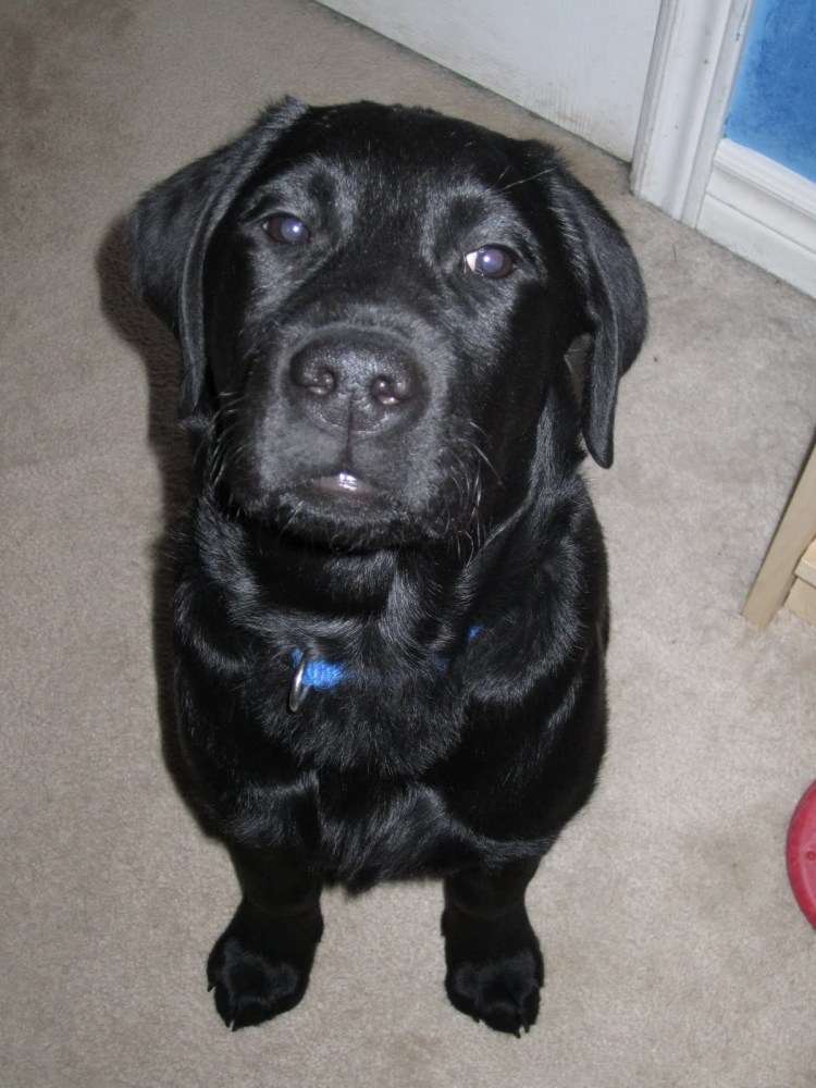 Порода купированных собак маленькая черная